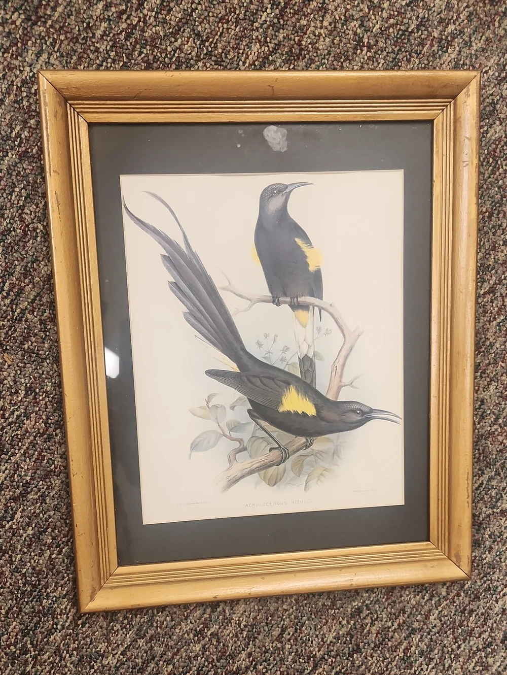 Vibtage Framed Botanical Bird Print Wall Art